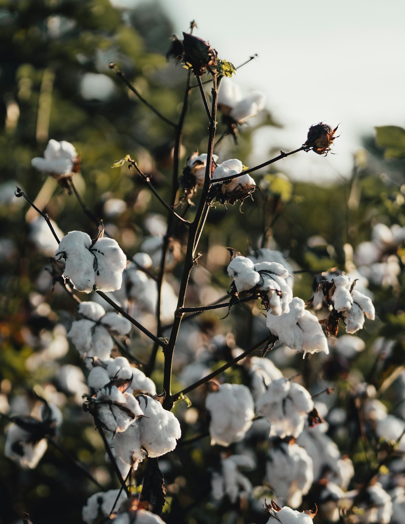 Cotton plant with white cotton bolls